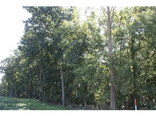 Property photo 61 - ILLINOIS LAND AUCTION - 705+/- ACRES OFFERED IN 16 TRACTS IN EDWARDS COUNTY, ILLINOIS